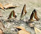 Три бабочки, отдыхая на стволе, в оставшиеся камуфлированной